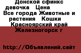 Донской сфинкс девочка › Цена ­ 15 000 - Все города Животные и растения » Кошки   . Красноярский край,Железногорск г.